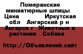 Померанские миниатюрные шпицы › Цена ­ 16 000 - Иркутская обл., Ангарский р-н, Ангарск г. Животные и растения » Собаки   